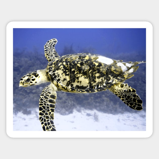 Hawksbill Sea Turtle Sticker by Scubagirlamy